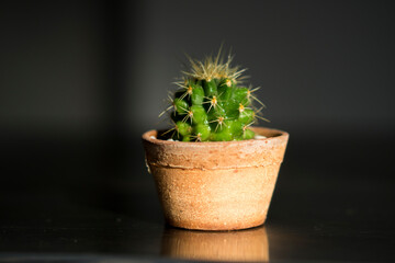 cactus on a black background