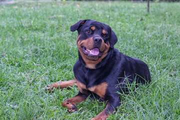 hermoso perro rottweiler acostado en pasto verde