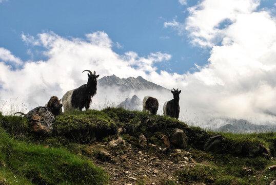 group of mountain goats in front of mountains