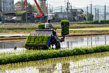 Fototapeta premium Rice transplanting by machine in Japan