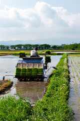 Rice transplanting by machine in Japan