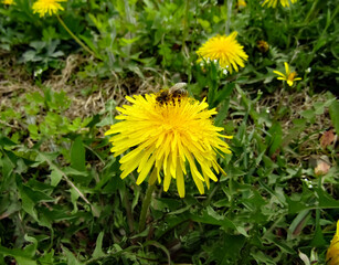 dandelions in the grass