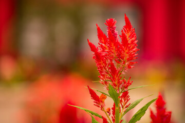 萌えているように深紅の姿が美しいケイトウの花