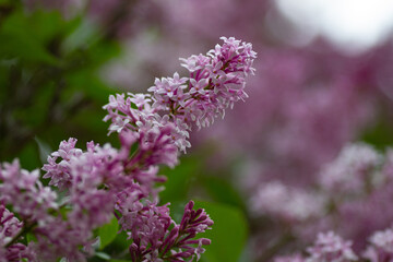 Botanical concept: Lilac beginning to bloom, young flowers, spring.