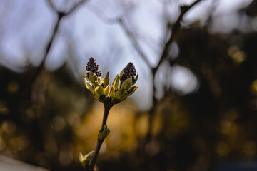 kwitnące drzewa o złotej godzinie i babie lato  © sandrqa
