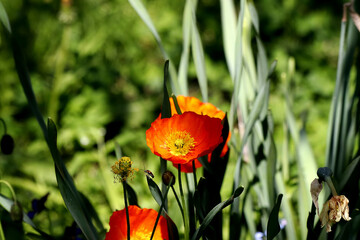 red poppy flower