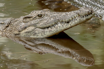 Obraz premium A Crocodiles head at close range