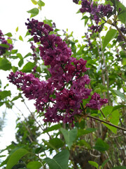 Lilac Flowers on a Tree