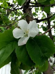Apple Tree Blossom