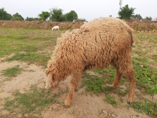 Fototapeta premium Sheep in the grass field. Cute lamb on spring. Sheeps in a meadow on green grass. A lamb grazing in a meadow. Sheep&nbsp;(Ovis aries) are&nbsp;quadrupedal,&nbsp;ruminant&nbsp;mammals&nbsp;typically kept as&nbsp;livestock. India 