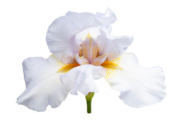 large iris flower isolated