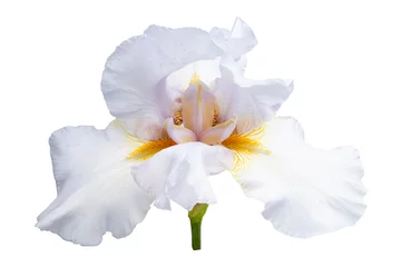Foto op Aluminium large iris flower isolated © ksena32
