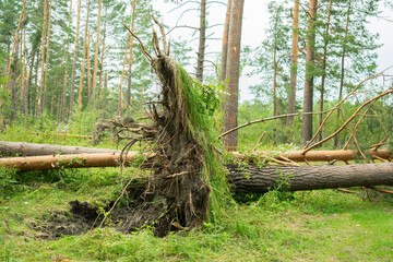 Fallen trees in coniferous forest after strong hurricane wind. Windfall in forest.