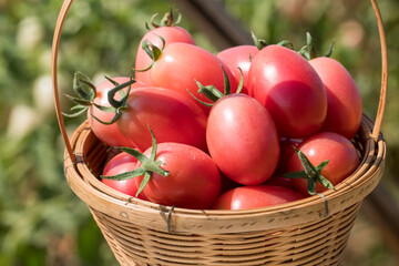 tomatoes in basket