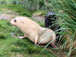 Fur seal pups in white and black lying in the tussock grass. The blond morph is called 