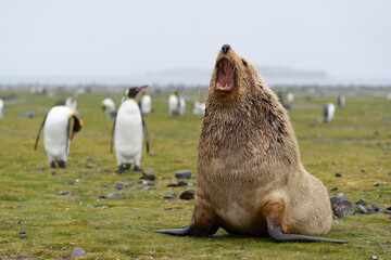 Yawning male fur seal sitting on the ground. It is a blond morph which is called 