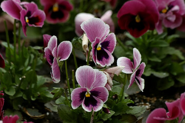 pink flowers in a garden