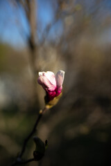 bliski kadr na rozwijający się kwiat magnolii w ogrodzie i mocno rozmyte tło  - obrazy, fototapety, plakaty