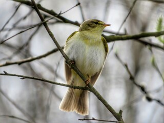 The little bird Willow warbler sits on a branch with its tail out and sings its funny song.