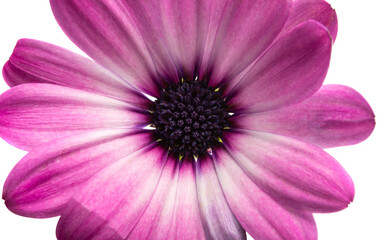 Obraz premium Osteosperumum daisy flower isolated