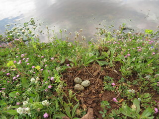 Spur-winged lapwing nest with 3 eggs at lake side. 