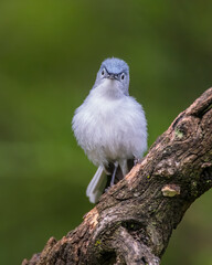 Blue-gray Gnatcatcher