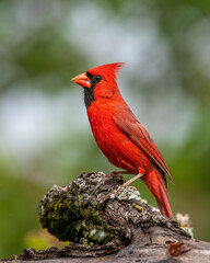 Male Northern Cardinal