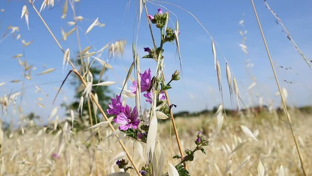 Mallow flowers in bloom