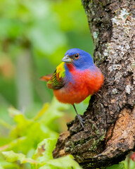 Male Painted Bunting