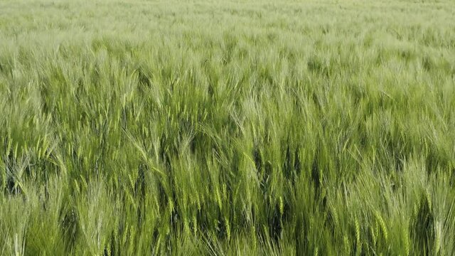 Green rye or triticale field with cereal blades swaying in the wind