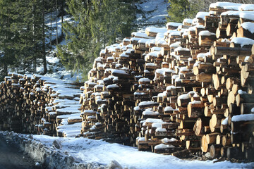 Asiago, Italy, 03/04/2020 , Stack of wooden logs in winter in the Asiago Plateau, following the storm that felled thousands of acres of trees in the region.