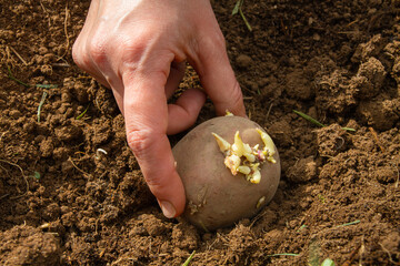 the hand puts a potato tuber in the dug hole