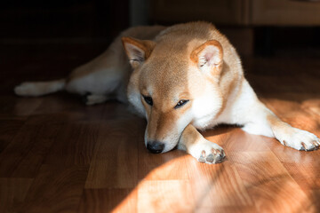 Cute red Shiba inu dog is lying on the floor at home. Close-up. Trust, calm, caring for animals, friendship, the concept of love. 