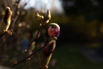 Fototapeta magnolia, rozwija się, kwitnie   obraz