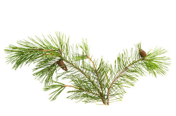 pine branch isolated