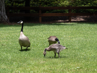 Goose watching over its goslings 