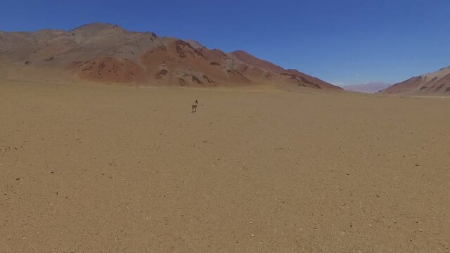 Chase through the air for the rare wild Przewalski horse a vast yellow sandy valley surrounded by high mountains in the Himalayas in Ladakh. Shooting from the air.