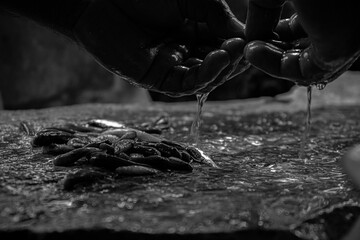 Fisherman cleaning a fish, black and white photography
