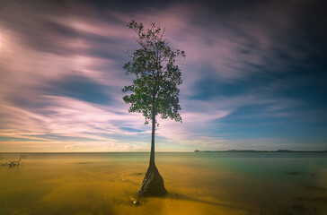 Mangrove tree in the sunset
