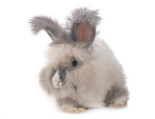 English Angora rabbit