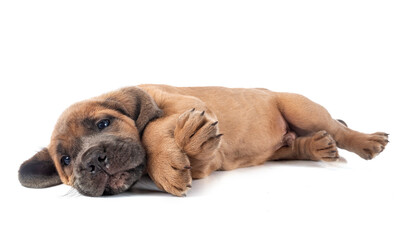 Obraz premium puppy cane corso