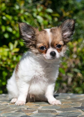 chihuahua in garden