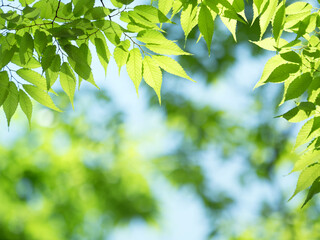 新緑のケヤキの葉
