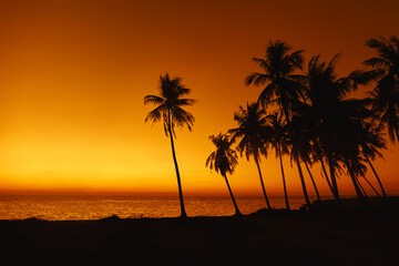 silhouettes of palm trees at sunset
