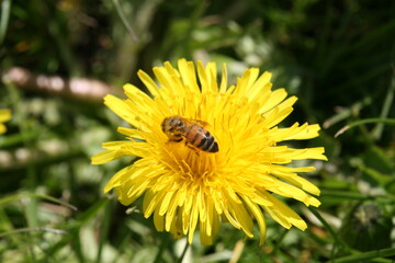 Honigbiene auf Löwenzahnblüte beim Nektar sammeln
