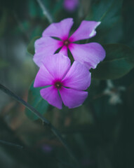 purple flower in the garden