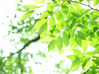Fototapeta na wymiar 新緑のケヤキの葉 