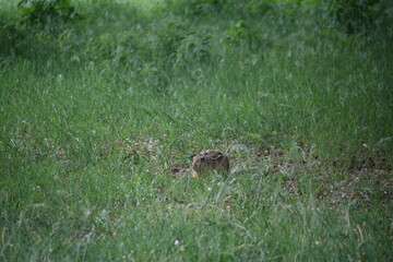 sich duckender Feldhase auf einer Wiese - Lepus europaeus