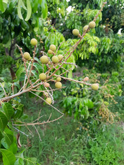 Longan balls are opening their eyes