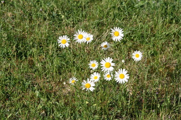 Echte Kamille auf einer Wiese - Matricaria chamomilla L.